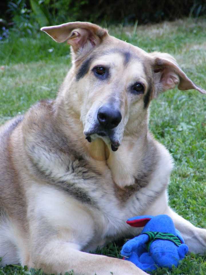 Batman (Fila Brasileiro, Kangal, Weisser Schweizer Schäferhund) Fila Brasileiro Kangal Weisser Schweizer Schäferhund 